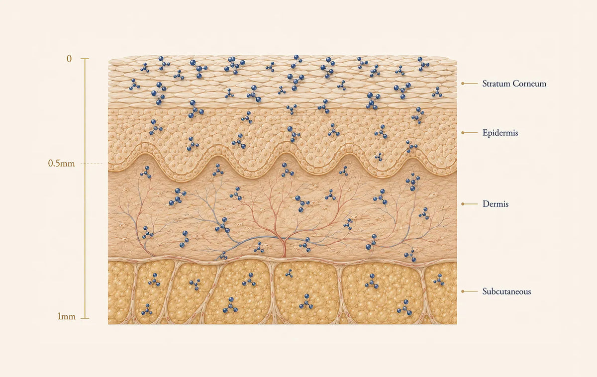 Conformational Change Technology diagram showing nano-scale active ingredient clusters reaching deeper through the epidermis, dermis, and subcutaneous layer.