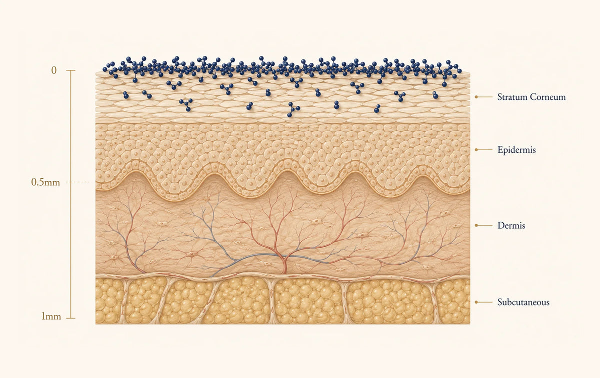 Traditional topical absorption diagram showing active ingredients remaining near the skin surface and upper epidermis.
